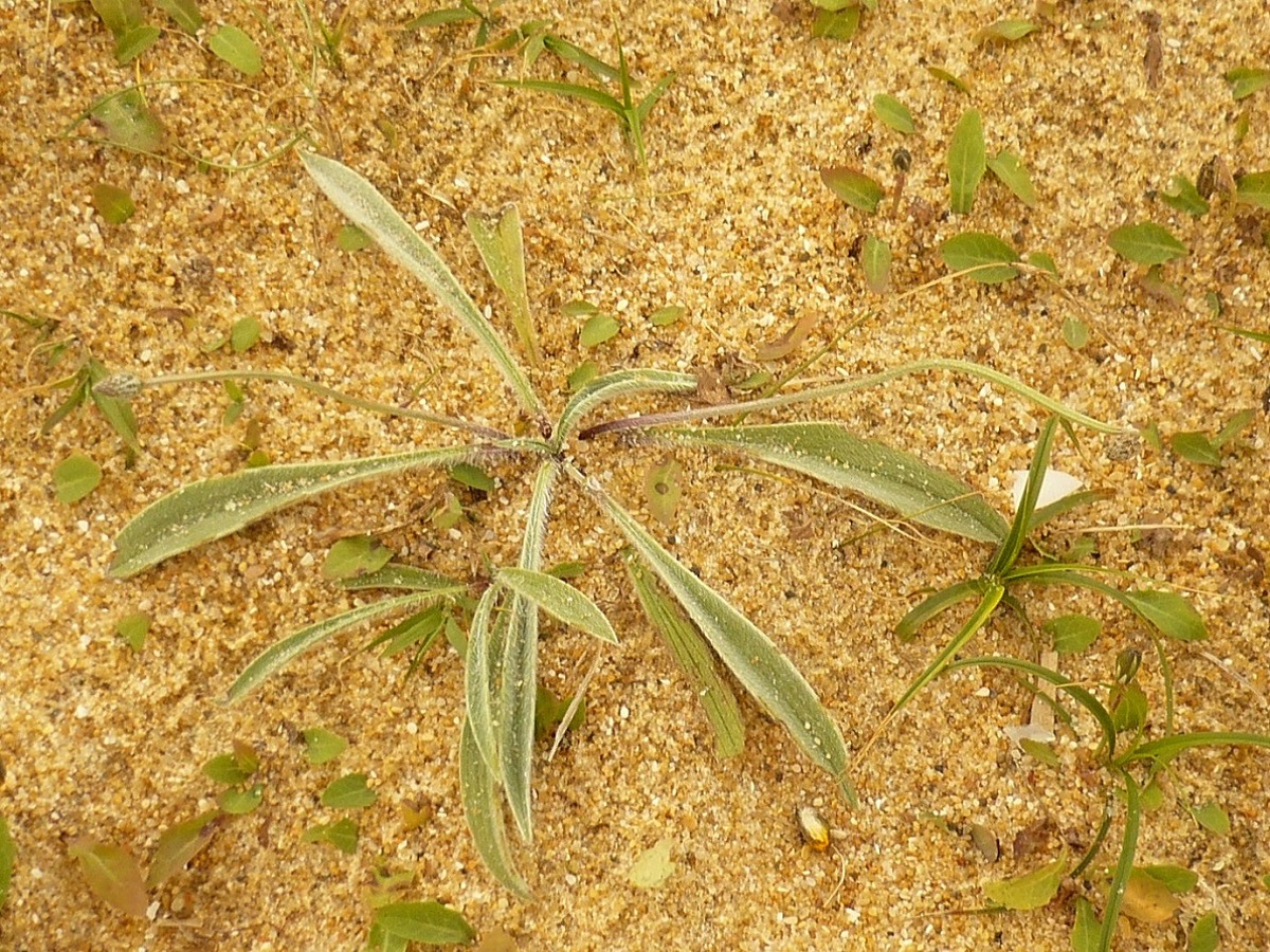 Plantago lanceolata var. lanuginosa (Plantaginaceae)